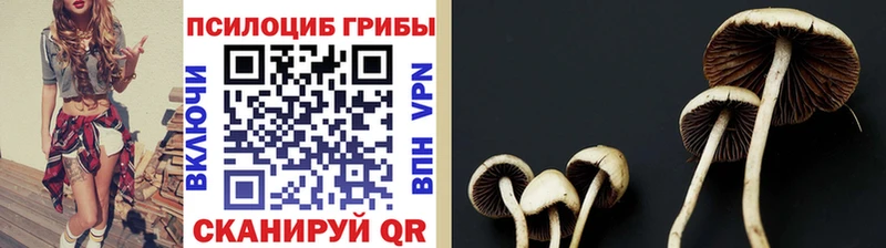 нарко площадка наркотические препараты  Болхов  Псилоцибиновые грибы GOLDEN TEACHER  дарнет шоп 